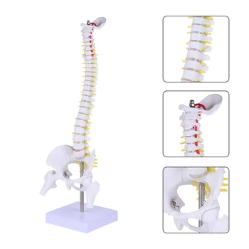 Mugurkaula Modelis Manekena Ārstu Apmācības Coccyx Pvc Tailbone Anatomija Medicīnas