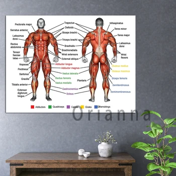 Cilvēka Anatomija Muskuļus No Ķermeņa Plakātu Muskuļu Sistēma, Wall Art Print Mūsdienu Dzīvojamā Istaba Cuadros Mājas Dekoru Audekla Apgleznošana